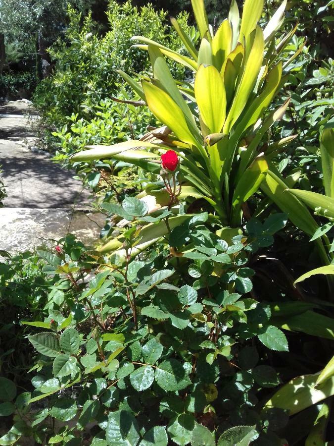 אתונה Comfortable Garden Apt Near Vouliagmeni Beach מראה חיצוני תמונה