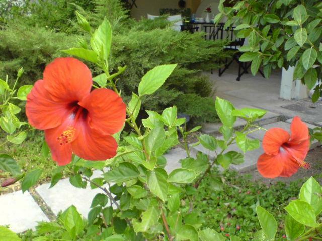 אתונה Comfortable Garden Apt Near Vouliagmeni Beach מראה חיצוני תמונה